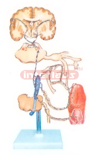 HUMAN GUSTATORY ORGANS AND LTS LNNERVATIO MODEL